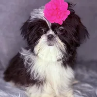 Winnie , a female Shih Tzu for sale in Glendale, AZ – Photo 5 of 5