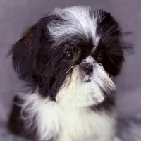 Winnie , a female Shih Tzu for sale in Glendale, AZ – Photo 2 of 5