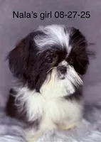 Winnie , a female Shih Tzu for sale in Glendale, AZ – Photo 2 of 5