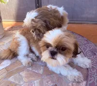 Rowin, a male Shih Tzu for sale in Glendale, AZ – 10 of 10