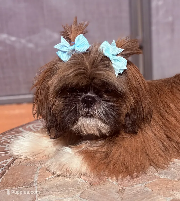 C-C – Shih Tzu puppy for sale in Glendale, AZ