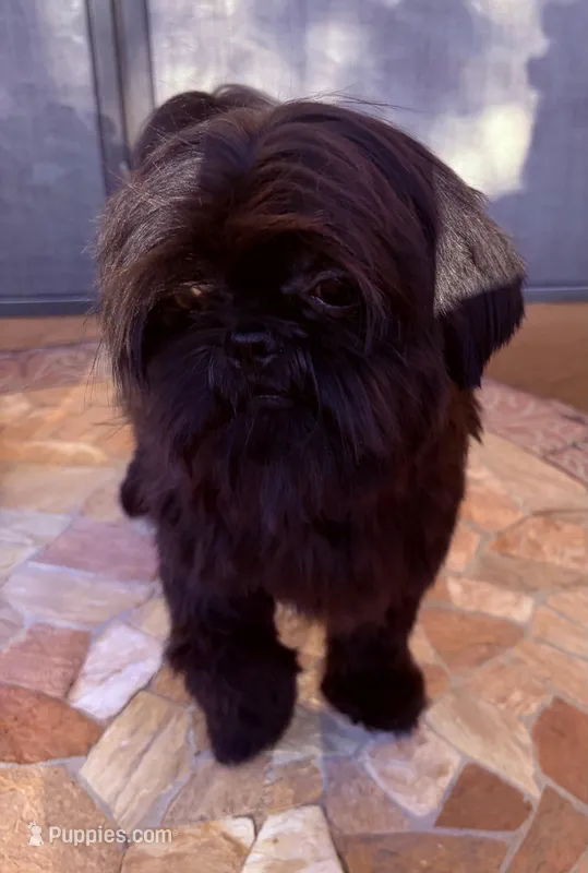 Vador – Shih Tzu puppy for sale in Glendale, AZ