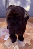  Vador, a male Shih Tzu for sale in Glendale, AZ – 1 of 10