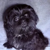 Robert Da’ Bruce, a male Shih Tzu for sale in Glendale, AZ – Photo 5 of 6