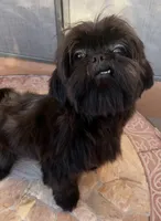  Vador, a male Shih Tzu for sale in Glendale, AZ – 5 of 10
