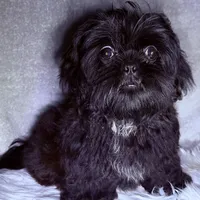 Robert Da’ Bruce, a male Shih Tzu for sale in Glendale, AZ – Photo 2 of 6