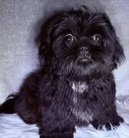 Robert Da’ Bruce, a male Shih Tzu for sale in Glendale, AZ – Photo 2 of 6