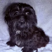 Robert Da’ Bruce, a male Shih Tzu for sale in Glendale, AZ – Photo 3 of 6