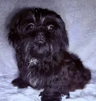 Robert Da’ Bruce, a male Shih Tzu for sale in Glendale, AZ – Photo 3 of 6