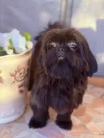  Vador, a male Shih Tzu for sale in Glendale, AZ – 3 of 10