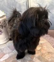  Vador, a male Shih Tzu for sale in Glendale, AZ – 8 of 10