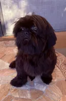  Vador, a male Shih Tzu for sale in Glendale, AZ – 4 of 10