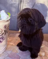  Vador, a male Shih Tzu for sale in Glendale, AZ – 6 of 10