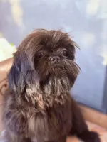  Vador, a male Shih Tzu for sale in Glendale, AZ – 2 of 10