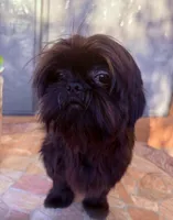  Vador, a male Shih Tzu for sale in Glendale, AZ – 9 of 10