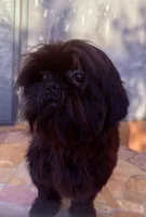  Vador, a male Shih Tzu for sale in Glendale, AZ – 7 of 10