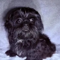 Robert Da’ Bruce, a male Shih Tzu for sale in Glendale, AZ – Photo 4 of 6
