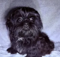 Robert Da’ Bruce, a male Shih Tzu for sale in Glendale, AZ – Photo 4 of 6