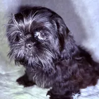 Robert Da’ Bruce, a male Shih Tzu for sale in Glendale, AZ – Photo 6 of 6