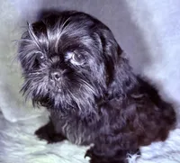 Robert Da’ Bruce, a male Shih Tzu for sale in Glendale, AZ – Photo 6 of 6