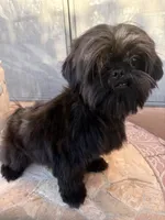  Vador, a male Shih Tzu for sale in Glendale, AZ – 10 of 10