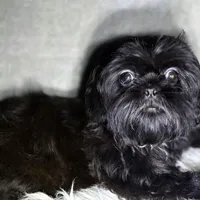 Robert Da’ Bruce, a male Shih Tzu for sale in Glendale, AZ – Photo 1 of 6