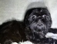 Robert Da’ Bruce, a male Shih Tzu for sale in Glendale, AZ – Photo 1 of 6