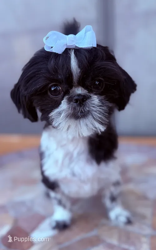 Euphoria  – Shih Tzu puppy for sale in Glendale, AZ