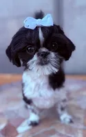 Euphoria , a female Shih Tzu for sale in Glendale, AZ – 1 of 10