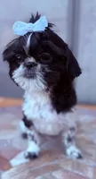 Euphoria , a female Shih Tzu for sale in Glendale, AZ – 2 of 10