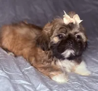 Karen, a male Shih Tzu for sale in Glendale, AZ – 3 of 5