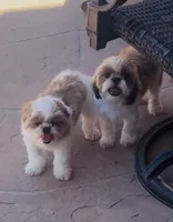 Roman, a male Shih Tzu for sale in Glendale, AZ – 8 of 9