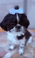Euphoria , a female Shih Tzu for sale in Glendale, AZ – 3 of 10