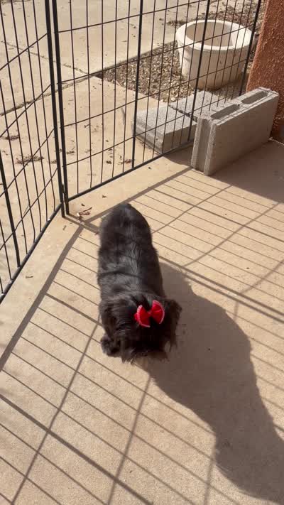 Piper, a female Shih Tzu for sale in Glendale, AZ – 10 of 10