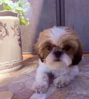 Roman, a male Shih Tzu for sale in Glendale, AZ – 3 of 9