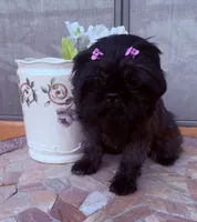 Moxie , a female Shih Tzu for sale in Glendale, AZ – 2 of 4