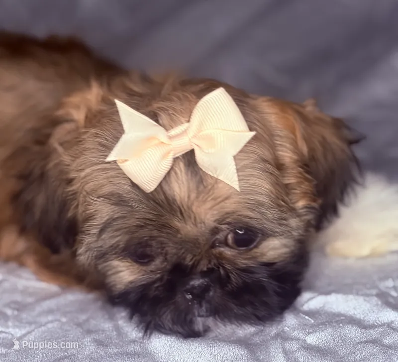 Karen – Shih Tzu puppy for sale in Glendale, AZ