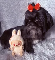 Piper, a female Shih Tzu for sale in Glendale, AZ – 8 of 10