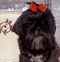 Piper, a female Shih Tzu for sale in Glendale, AZ – 2 of 10