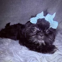 Piper, a female Shih Tzu for sale in Glendale, AZ – Photo 4 of 6