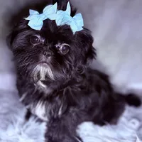 Piper, a female Shih Tzu for sale in Glendale, AZ – Photo 5 of 6