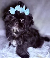 Piper, a female Shih Tzu for sale in Glendale, AZ – Photo 5 of 6