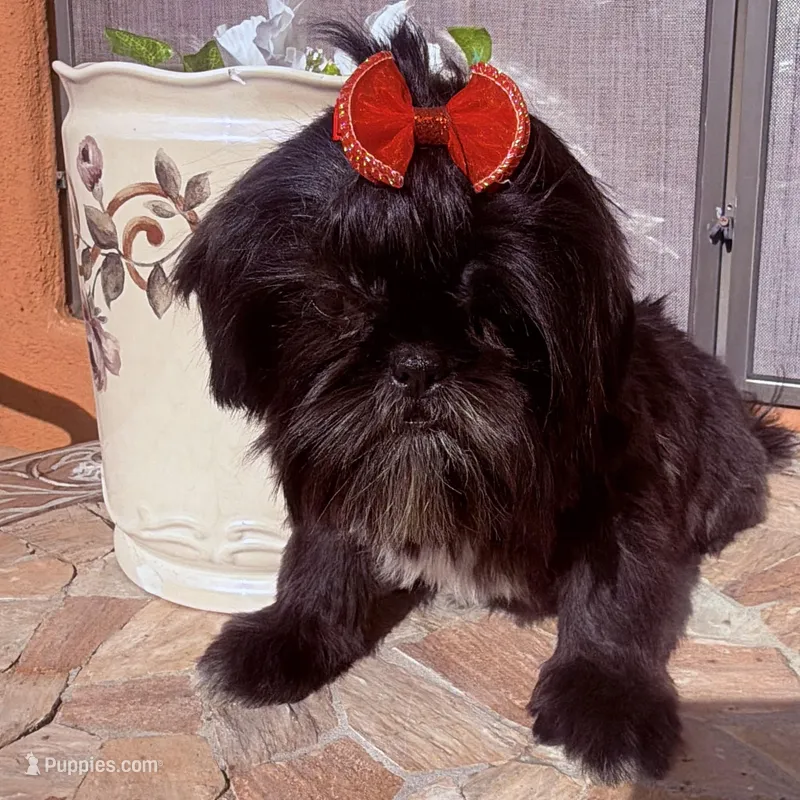 Piper – Shih Tzu puppy for sale in Glendale, AZ