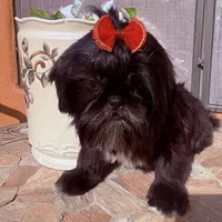 Piper, a female Shih Tzu for sale in Glendale, AZ – 1 of 10