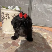 Piper, a female Shih Tzu for sale in Glendale, AZ – 5 of 10