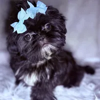 Piper, a female Shih Tzu for sale in Glendale, AZ – Photo 1 of 6