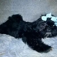 Piper, a female Shih Tzu for sale in Glendale, AZ – Photo 2 of 6