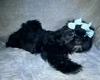 Piper, a female Shih Tzu for sale in Glendale, AZ – Photo 2 of 6