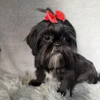 Piper, a female Shih Tzu for sale in Glendale, AZ – 9 of 10