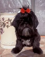 Piper, a female Shih Tzu for sale in Glendale, AZ – 6 of 10